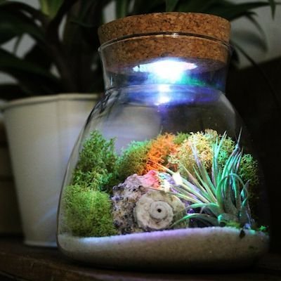 Oasis Terrarium Kit