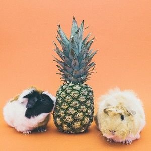 pineapple gifts
